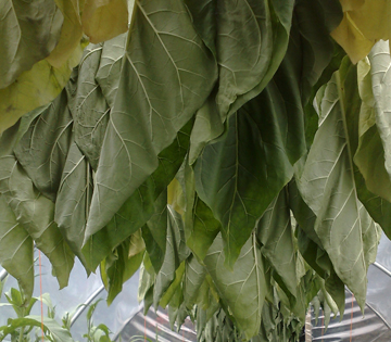 Tobacco plants hung up to dry