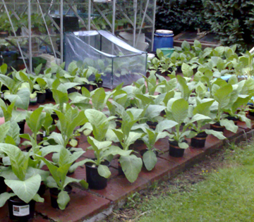 Young tobacco plants