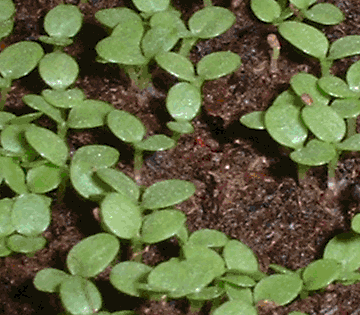 Baby tobacco plants close up