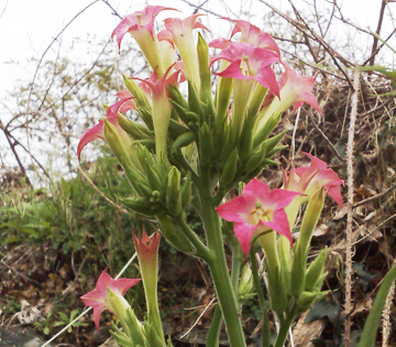 Tobacco plants in bloom