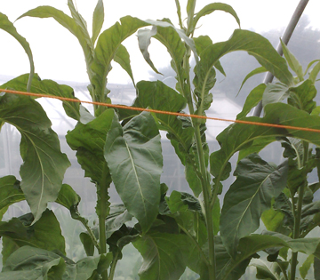 Tobacco plants