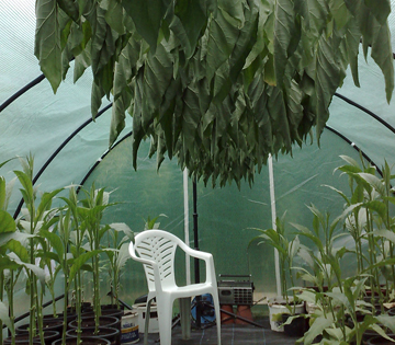 Tobacco plants hung up to dry