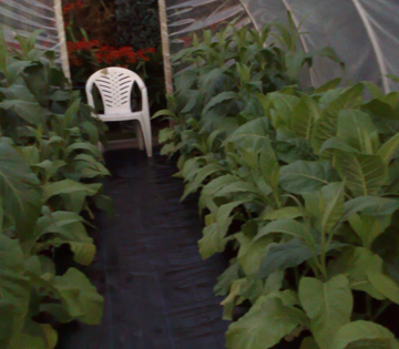 Mature tobacco plants