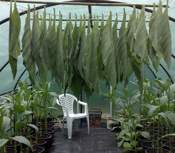 Tobacco plants in a polytunnel