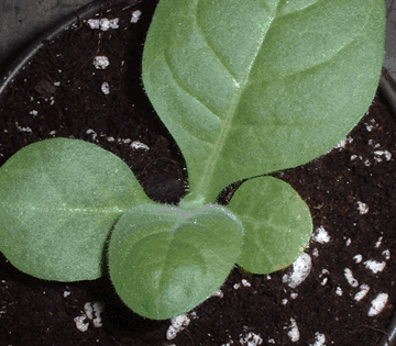 Established tobacco plants close up