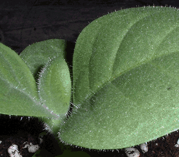 Established tobacco plants close up