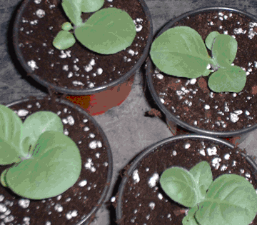 Established tobacco plants 