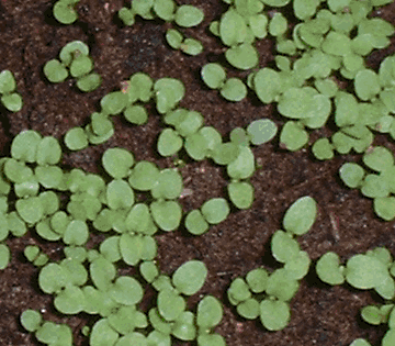 Baby tobacco plants 