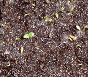 Very tiny tobacco plants